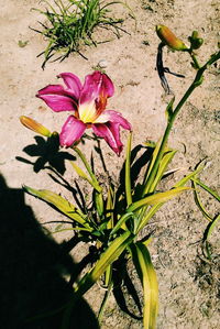 High angle view of flowers blooming outdoors