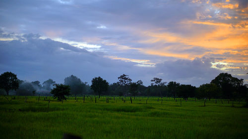 Scenic view of agricultural field against sky