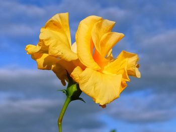 Close-up of yellow flowering plant against sky