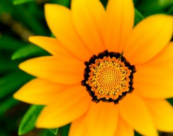 Close-up of yellow flower
