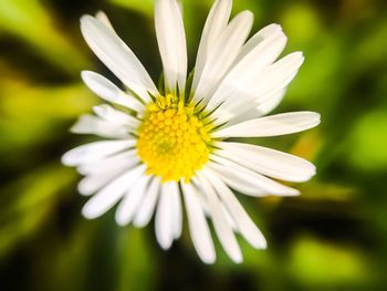 Close-up of daisy flowers