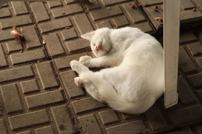 High angle view of a cat