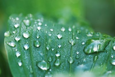 Close-up of water drops on leaf