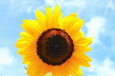 Close-up of fresh sunflower against sky