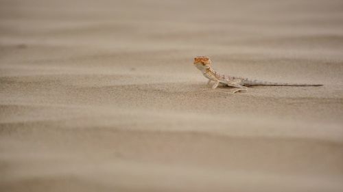 Close-up of lizard on rock