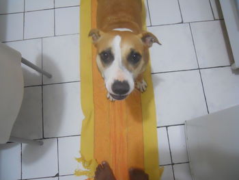 Portrait of a dog on tiled floor