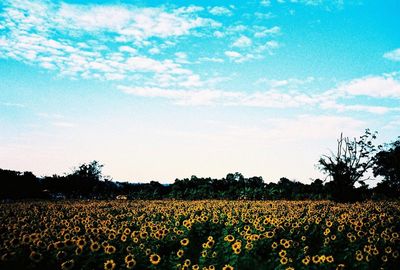 Scenic view of trees against sky