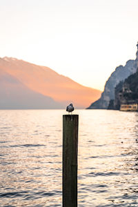 Seagull perching on wooden post in sea against clear sky during sunset