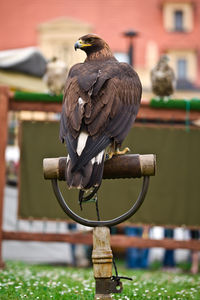 Close-up of bird perching on wooden post