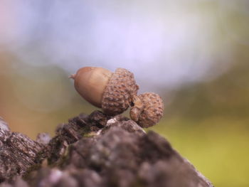 Close-up of roasted growing on tree