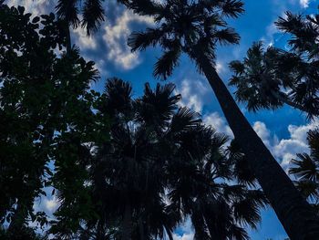 Low angle view of coconut palm trees against sky