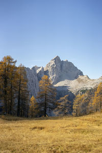 Scenic view of field against clear sky