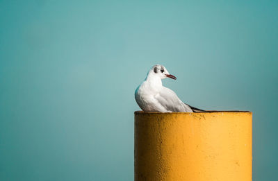 Close-up of seagull perching on wall