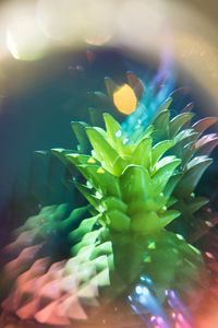 Close-up of plant in sea