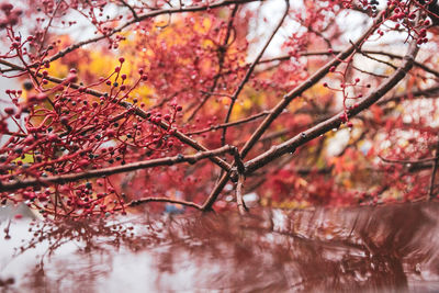 Close-up of cherry blossom during autumn