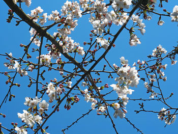 Low angle view of cherry blossoms