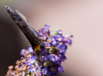 Close-up of insect on purple flower