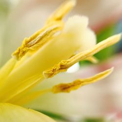 Close-up of yellow flower