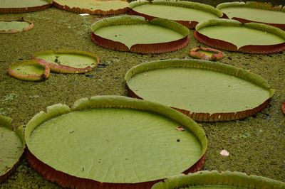 Close-up of lily pads