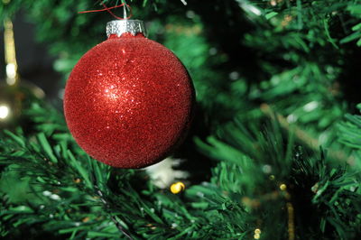 Close-up of christmas tree