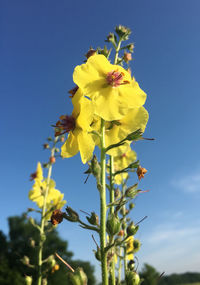 Low angle view of yellow flowering plant against clear blue sky