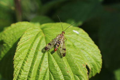 Close-up of insect on leaf