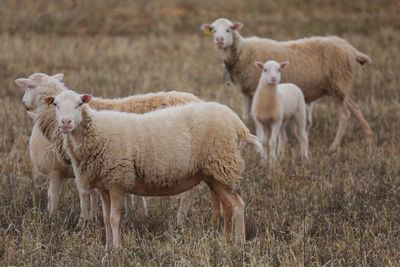 Sheep standing on grassy field