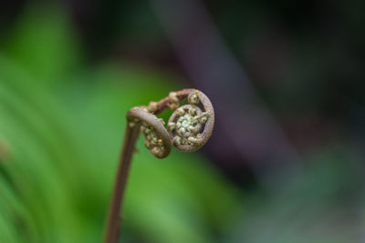 Close-up of frog on leaf