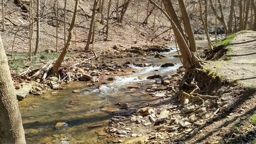 Stream amidst bare trees in forest