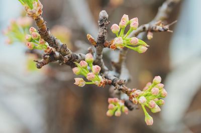 Close-up of flower buds