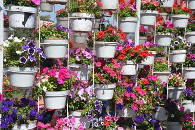 Potted plants at flower pot