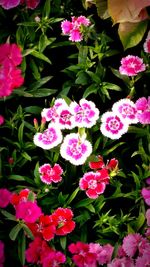 Close-up of pink flowers blooming outdoors