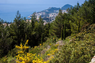 View of dubrovnik city from mount srd walking trail