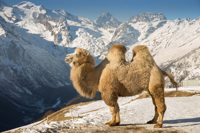 View of sheep on snow covered mountain