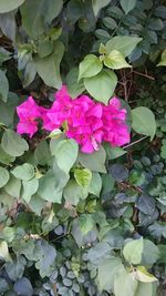 Close-up of pink flowers