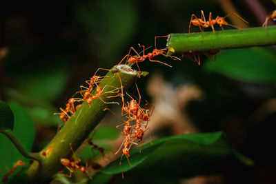 Close-up of insect on plant