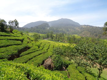 Scenic view of agricultural field against sky