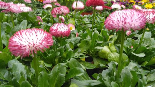 Close-up of pink flowers