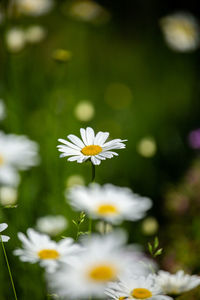 Close-up of white daisy flowers