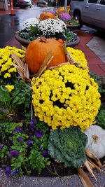 Close-up of yellow flowers