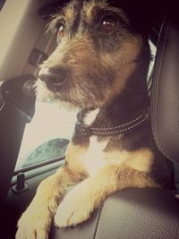 Dog looking away