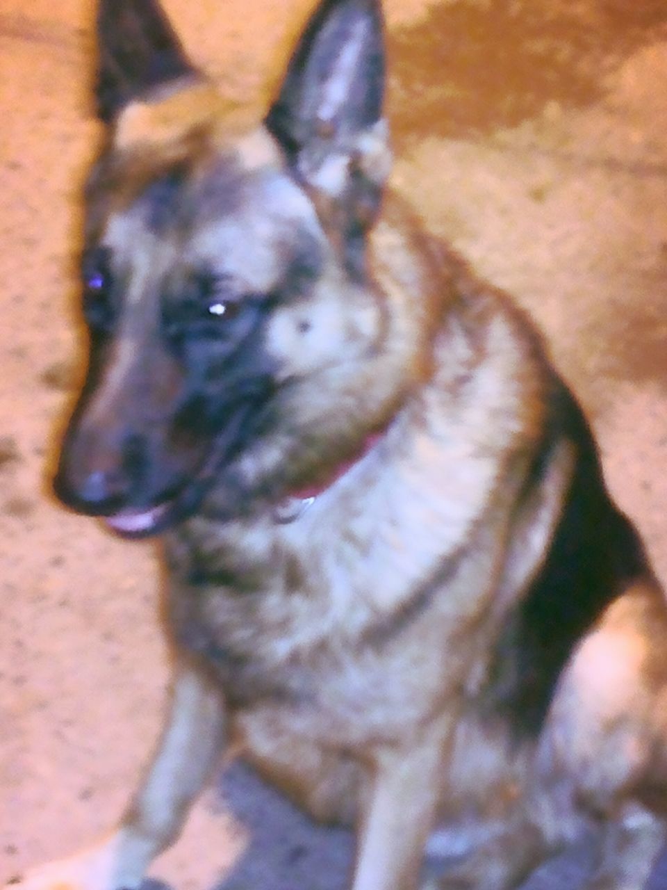 domestic animals, pets, dog, one animal, animal themes, mammal, animal head, close-up, portrait, black color, pet collar, looking at camera, animal body part, focus on foreground, selective focus, indoors, day, no people, high angle view, canine