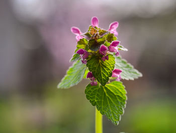 Close-up of purple flowering plant