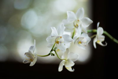 Close-up of white flowers