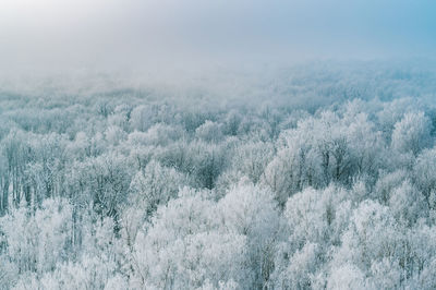 Aerial view of snow covered trees