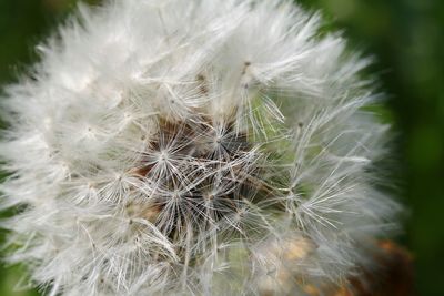 Close-up of dandelion