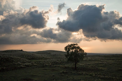 Tree on field against sky at sunset