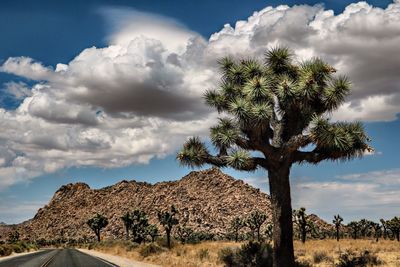 Scenic view of palm trees on field against sky