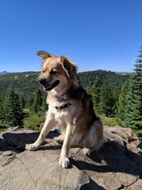 Dog on mountain against clear sky