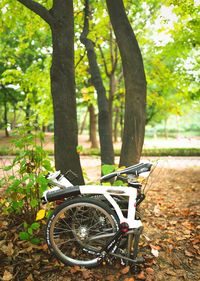 Bicycles on tree trunk